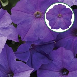 Afbeelding van Petunia P12 Lavender Sky